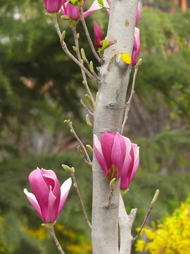 玉蘭花樹