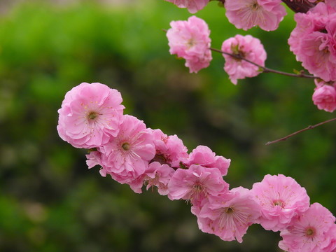 桃花