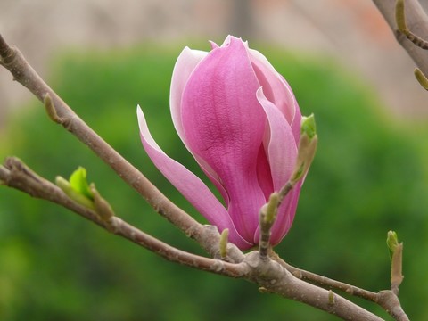 玉蘭花