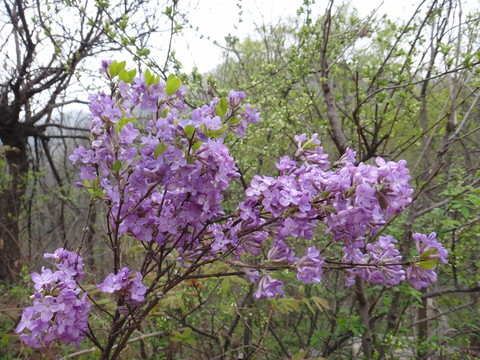 山花爛漫