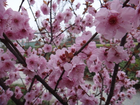 朵花爭艷