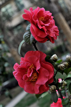 茶花