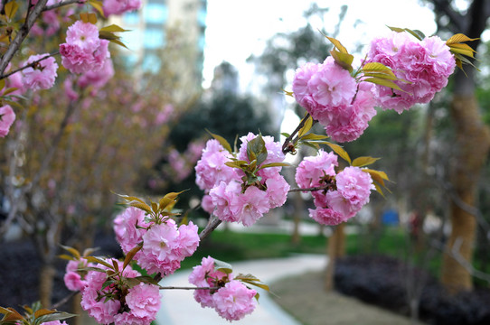 櫻花