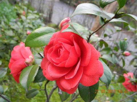 茶花