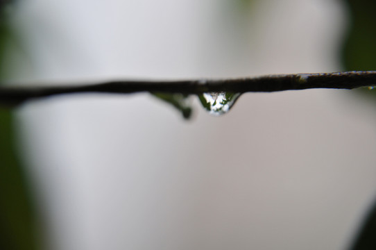 樹枝上的水珠