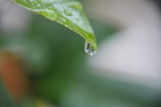 綠葉上的水珠