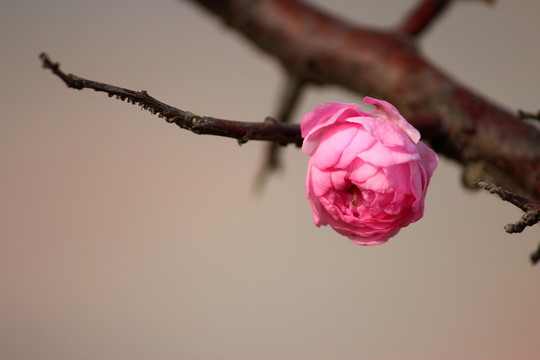櫻花