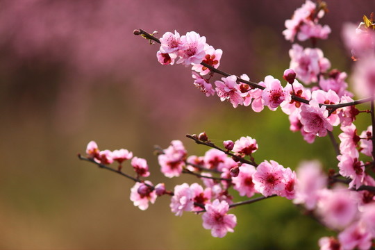 櫻花