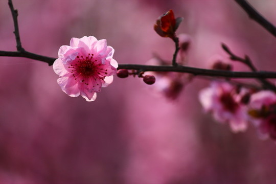 櫻花