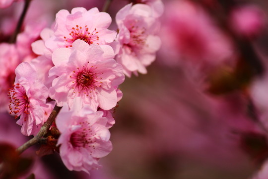櫻花