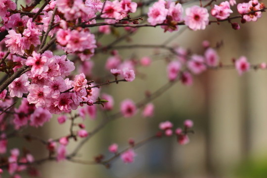 櫻花