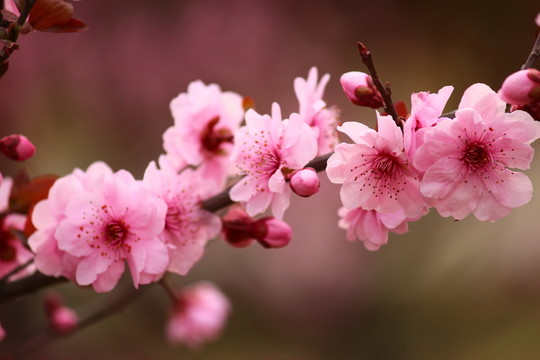 梅花