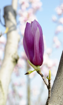 玉蘭花