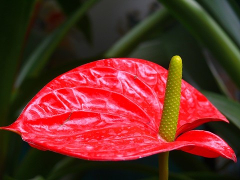 紅掌花特寫