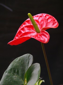 紅掌花