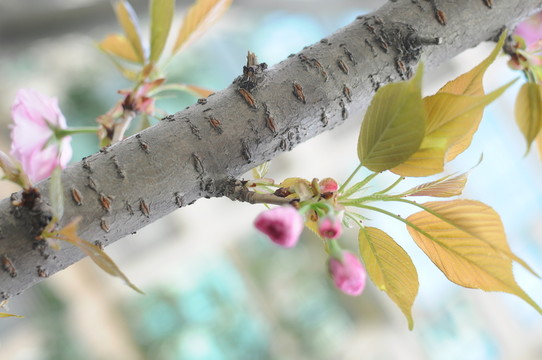 櫻花