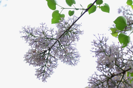 丁香樹