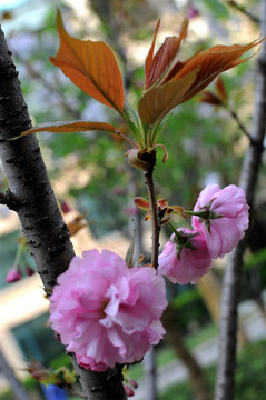 櫻花