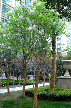 丁香樹(shù)