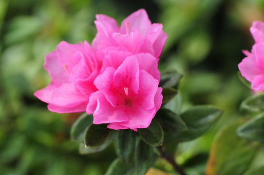 杜鵑花