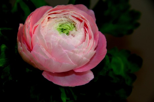 花毛茛 芹葉牡丹