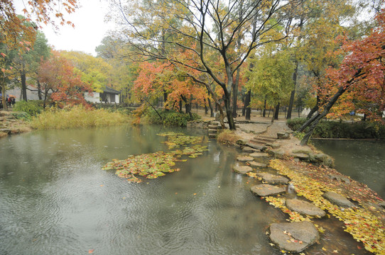 天平山楓葉