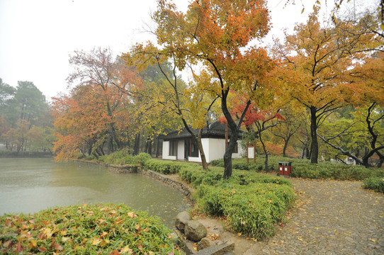 天平山楓葉