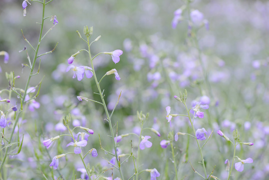 蘿卜花