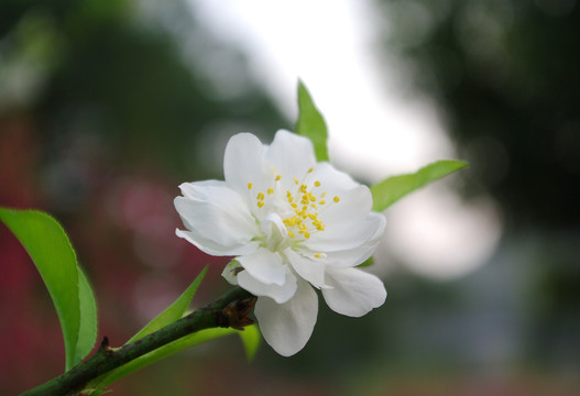 梨花