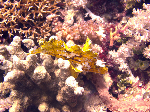 枯葉魚