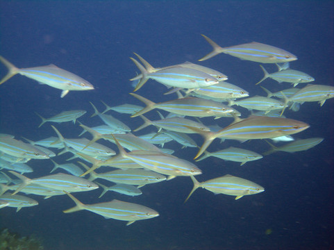 一群魚(yú)