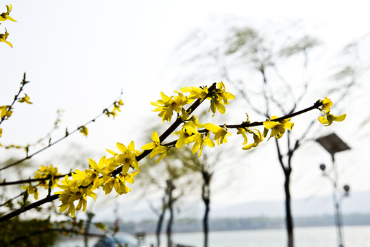 春風(fēng)