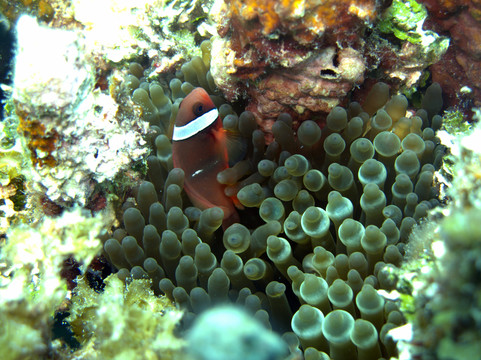 小丑魚