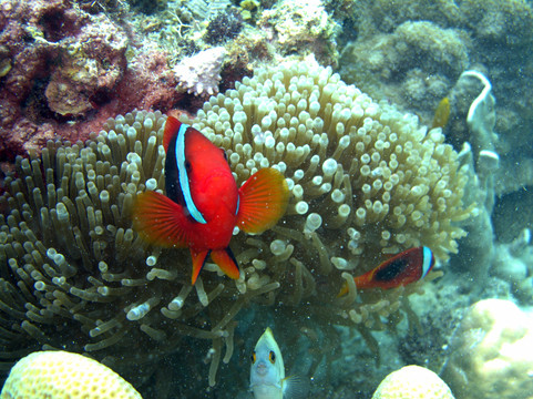小丑魚