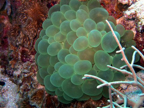 泡泡珊瑚
