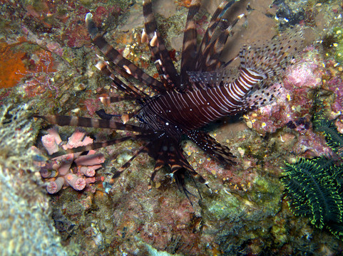 獅子魚