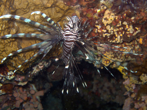 獅子魚