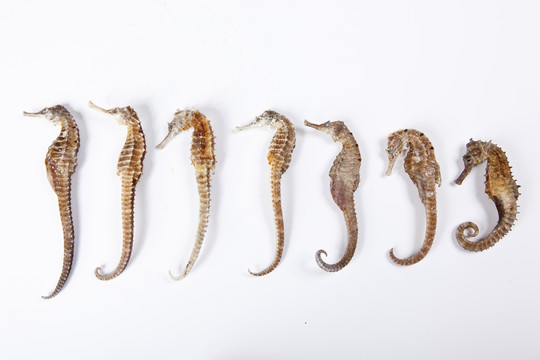 海馬 干海馬 海鮮 藥膳 補品