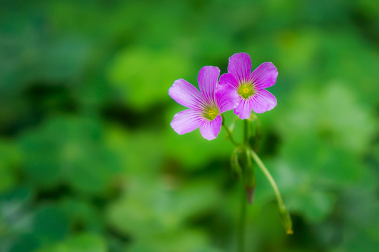 三葉草小花