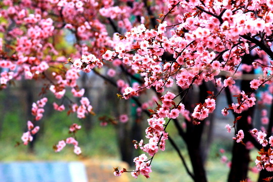 櫻花
