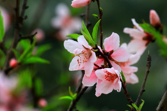 桃花
