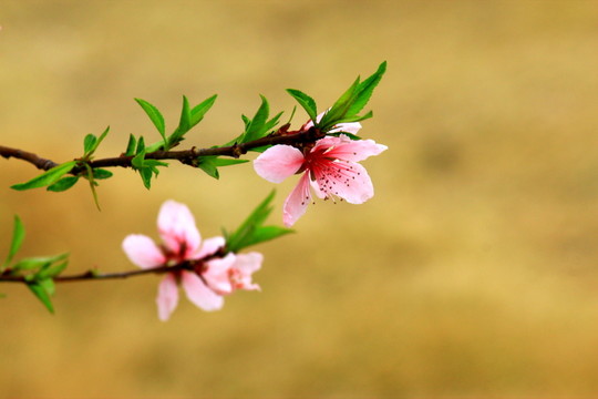 桃花