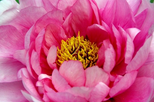 牡丹花