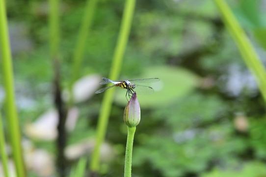 蜻蜓小荷