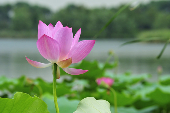 夏日荷花