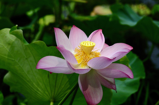 夏日荷花