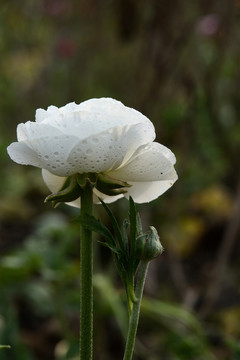 白花