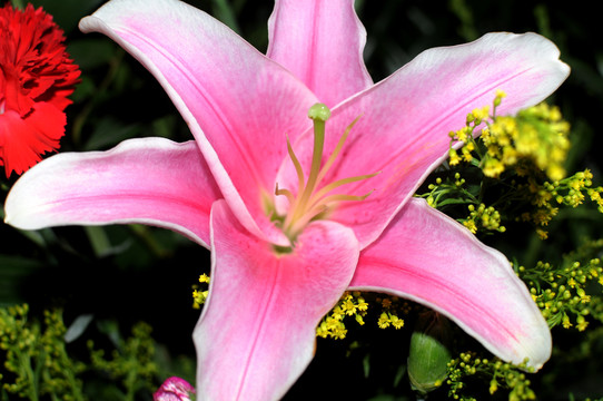 百合花