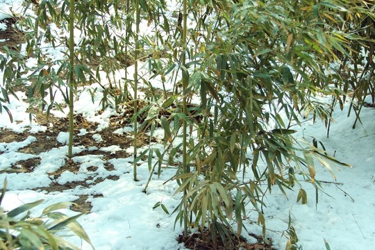 雪景竹子