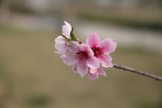 梅花